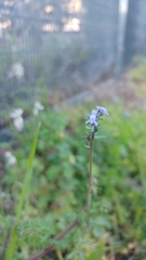 Linaria arvensis
