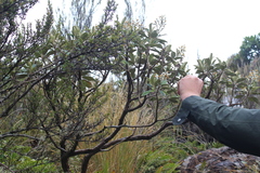 Brachyglottis elaeagnifolia