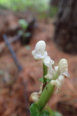 Disperis lindleyana