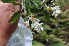 Brachyglottis elaeagnifolia