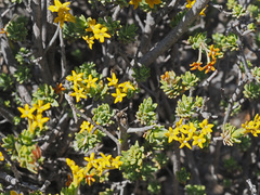 Lasiosiphon deserticola