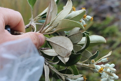 Brachyglottis elaeagnifolia