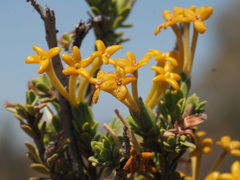 Lasiosiphon deserticola