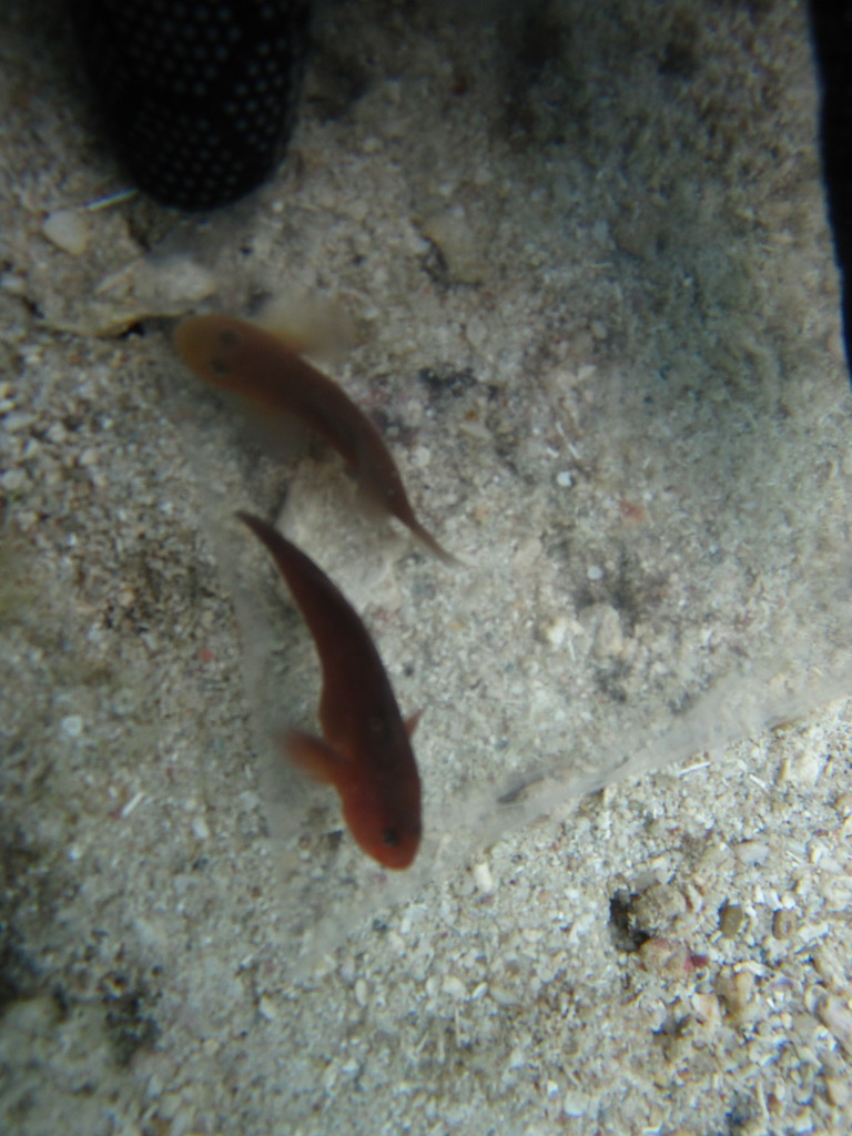 Brown-Red Coralgoby