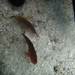 Plain Coralgoby - Photo (c) martyhing, some rights reserved (CC BY-NC), uploaded by martyhing