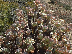 Crassula arborescens