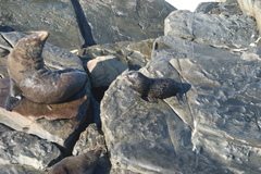 Arctocephalus