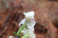 Disperis lindleyana