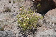 Barleria prionitis prionitoides