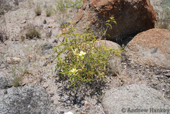 Barleria prionitis prionitoides