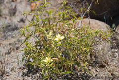 Barleria prionitis prionitoides