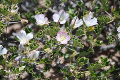 Monsonia mossamedensis