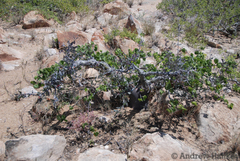 Monsonia mossamedensis