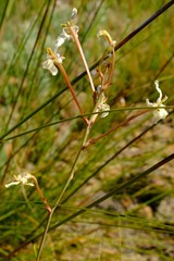 Tritoniopsis nervosa