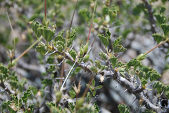 Monsonia mossamedensis