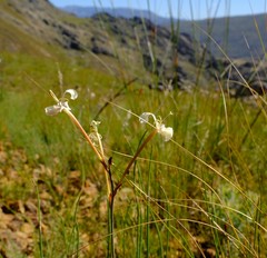 Tritoniopsis nervosa