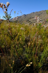 Serruria confragosa