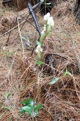 Disperis lindleyana