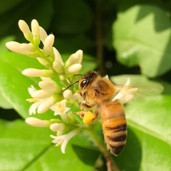 Apis mellifera