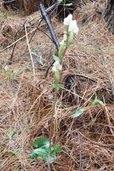 Disperis lindleyana