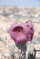 Hoodia currorii currorii