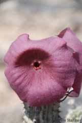 Hoodia currorii currorii
