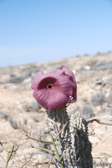 Hoodia currorii currorii