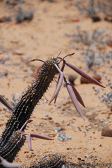 Hoodia currorii currorii