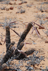 Hoodia currorii currorii