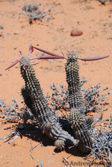 Hoodia currorii currorii