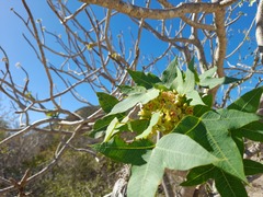 Jatropha mahafalensis image