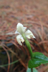 Disperis lindleyana