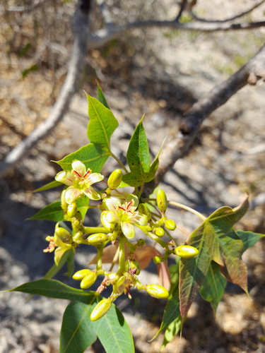 Jatropha mahafalensis image