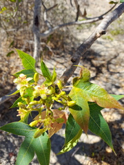 Jatropha mahafalensis image