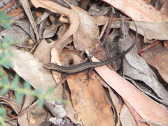 Pseudemoia entrecasteauxii