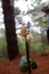 Disperis lindleyana