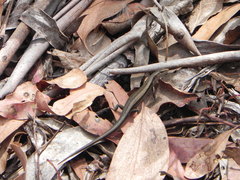 Pseudemoia entrecasteauxii