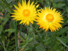 Xerochrysum subundulatum