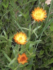Xerochrysum subundulatum