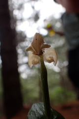 Disperis lindleyana