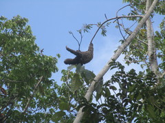 Bradypus variegatus