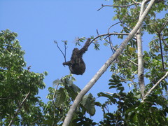 Bradypus variegatus