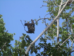 Bradypus variegatus