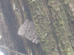 Hamadryas feronia