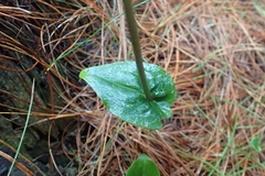 Disperis lindleyana