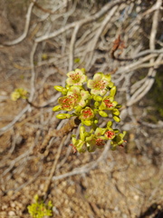 Jatropha mahafalensis image