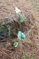 Disperis lindleyana