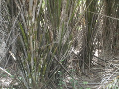 Elaeis guineensis