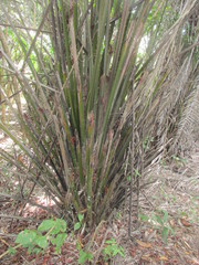 Elaeis guineensis