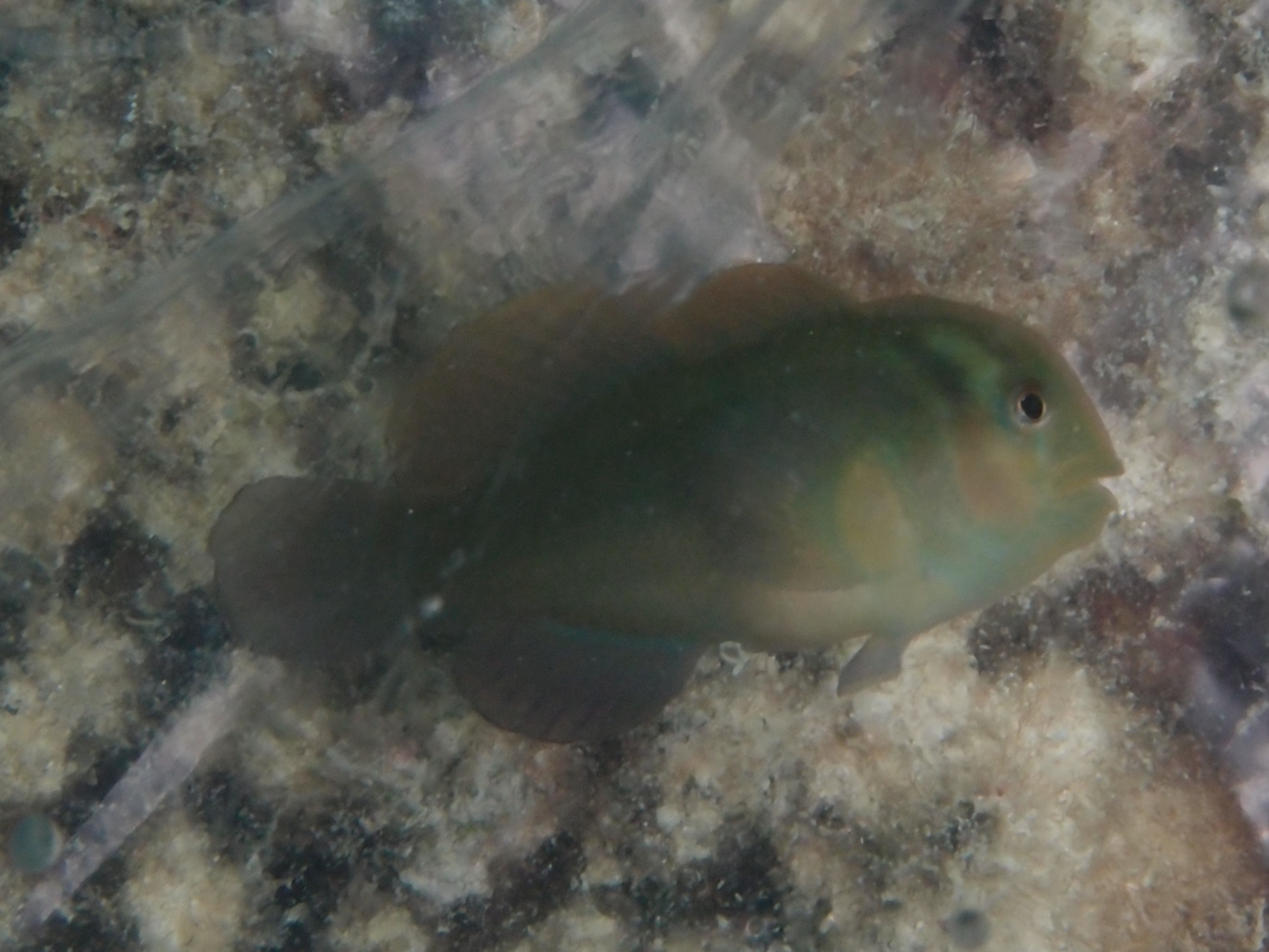 Rasp Coralgoby photo 3
